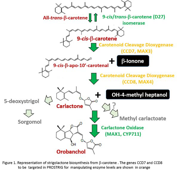 Representation of strigolactone biosynthesis from ß-carotene.